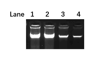迈德泰克柱式法组织(细胞)DNA提取试剂盒提取的细胞DNA电泳图 迈德泰克柱式法组织(细胞)DNA提取试剂盒提取的细胞DNA电泳图