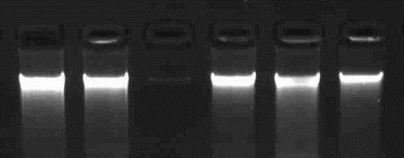 迈德泰克方法提取的不同土壤DNA电泳图 迈德泰克方法提取的不同土壤DNA电泳图